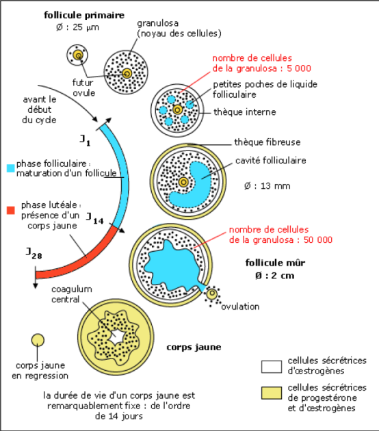 Chapitre 2 Sexualité Et Procréation D Transformation Cyclique Dans Les Ovaires 8997