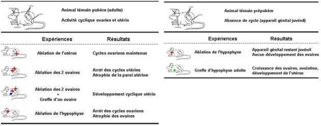 Chapitre 2 Sexualité Et Procréation A Synchronie Des Sécrétions Hormonales 