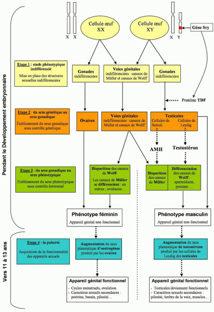 Devenir Femme Ou Homme Du Sexe Génotypique Au Sexe Phénotypique Schéma De Synthèse Devenir 