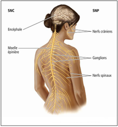 La Communication Nerveuse - A. Le Système Nerveux, Une Organisation ...