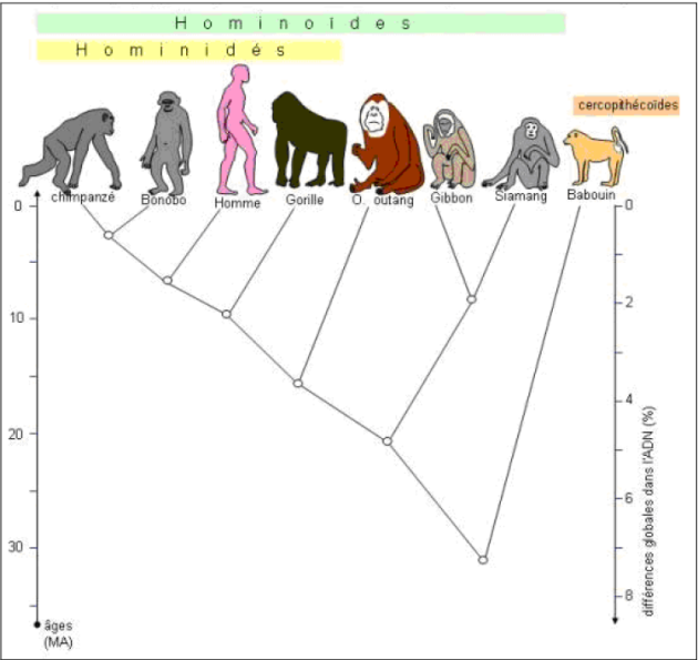 Innovation Génétique And Évolution C La Lignée Humaine 3126